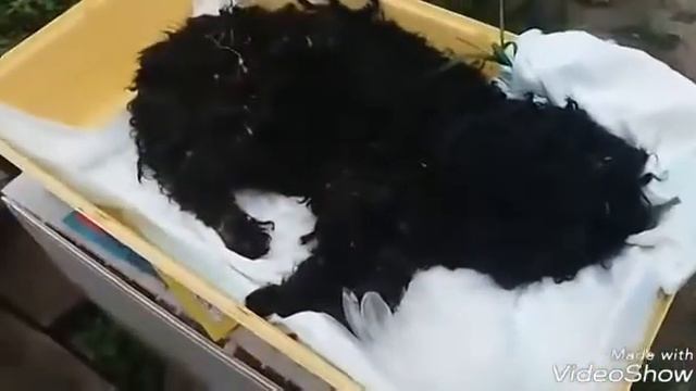 Бедного песика съедали личинки опарыша!