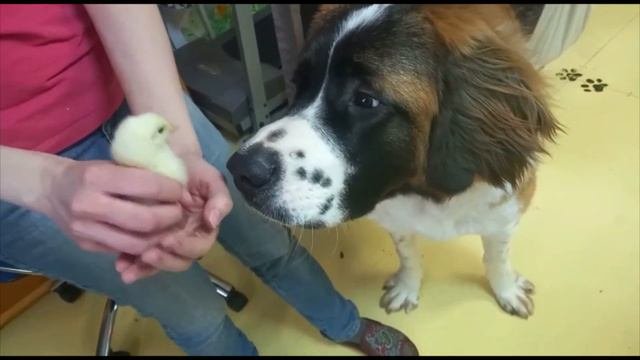 Большой пёс знакомится с маленьким цыплёнком