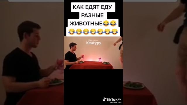 Это очень смешно Как едят разные животные????