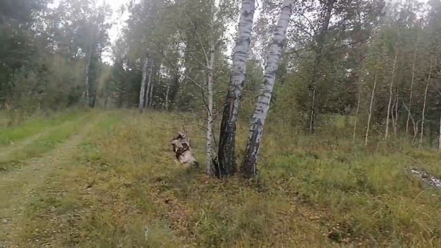 Грибы