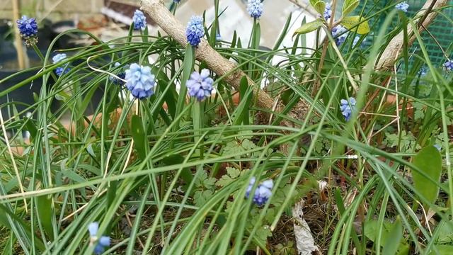 Pseudomuscari azureum the azure grape hyacinth a sky blue flower bulb for early spring colour