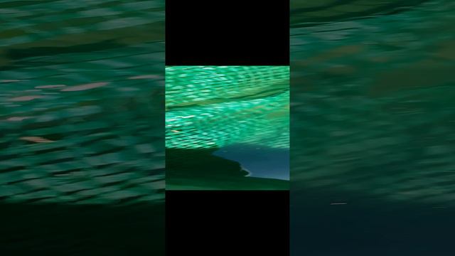 20240915_121814.mp4