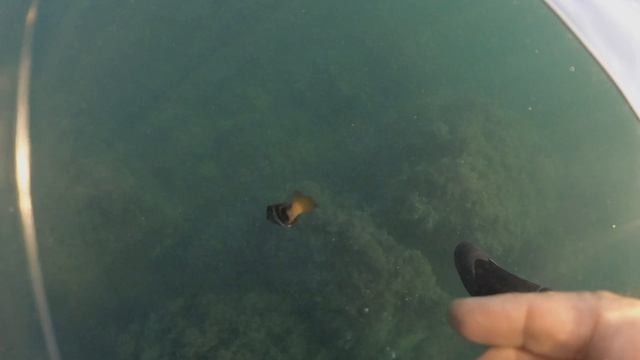 ловля рыбы в Черном море с сапа