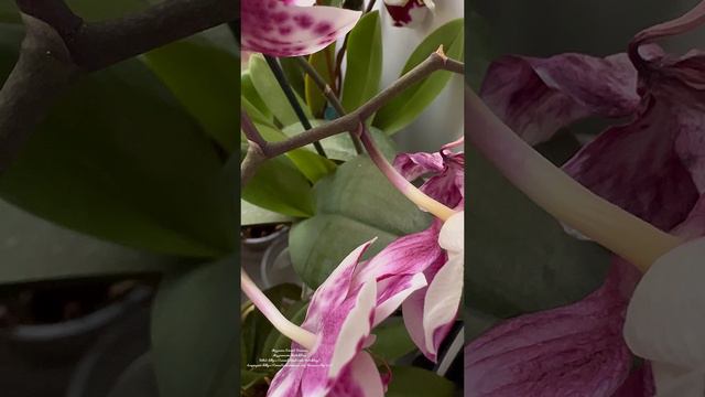 Повторное опыление орхидеи, что изменилось на третий день!