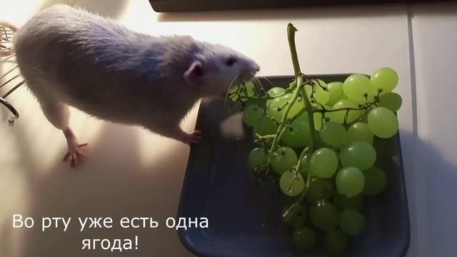 Крыса и виноград