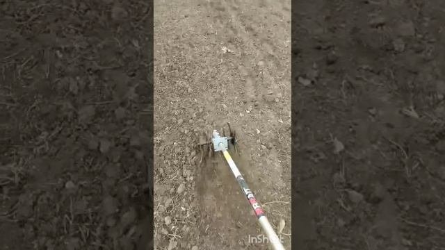 Вторая подкормка и рыхление чеснока.