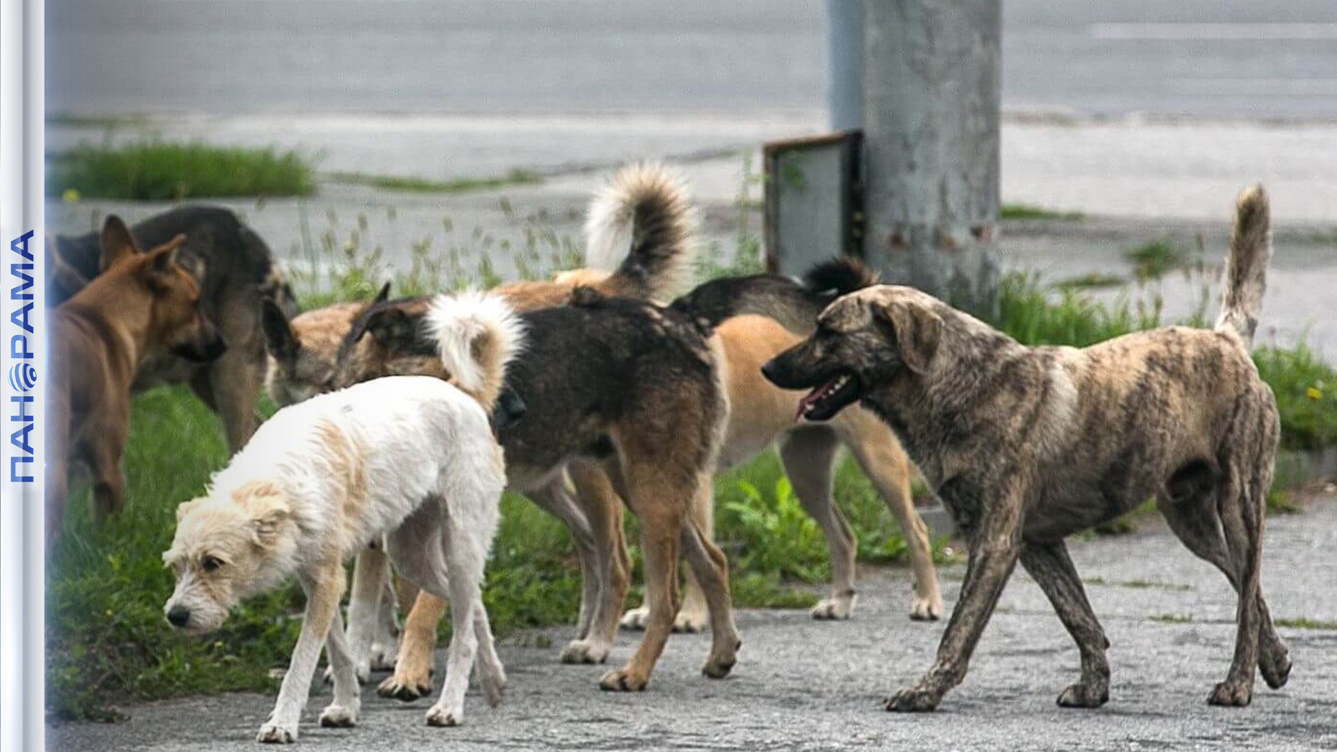 ⚡️Животная ярость: в Донецке жители одного из дворов напали на сотрудников отлова бездомных животных