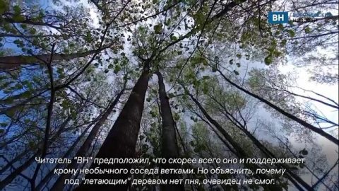 Воронежцы заметили в лесу «парящее» в воздухе дерево