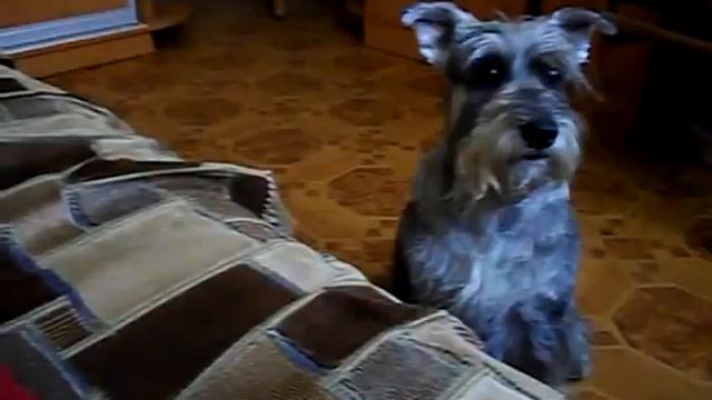 Dastin Shtern Tans_выполнение команд.mp4