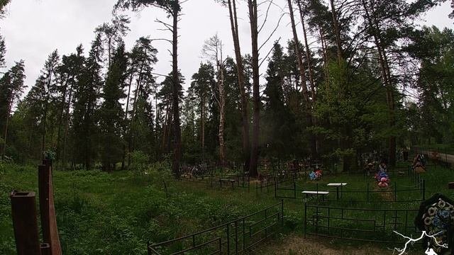 26.05.2020 Сосна диаметр 80+ в Шатуре