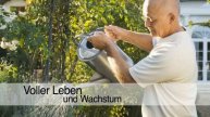 Stauden Steingartenpflanzen in Bonn