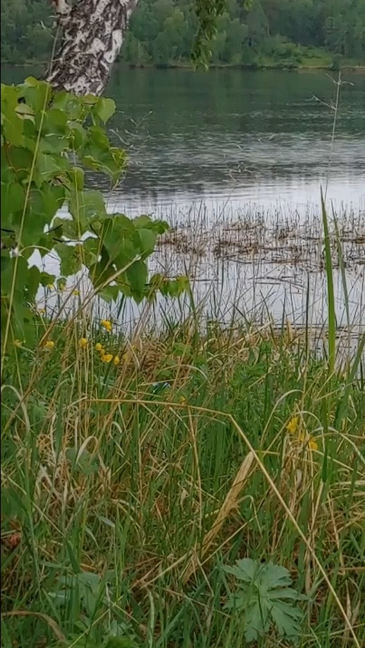 Тихий дождь на озере, пение птиц. #отдых для души #релакс #медитация #музыка #звуки природы.