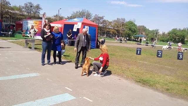 08.05.2016 ринг шарпей Харьков - класс щенки /Wasp iz doma BSS/