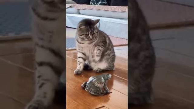 орущая лягушка орет на кота