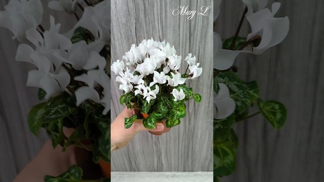 ТГ: @maryl_flowers
Бонсай Зантоксилум