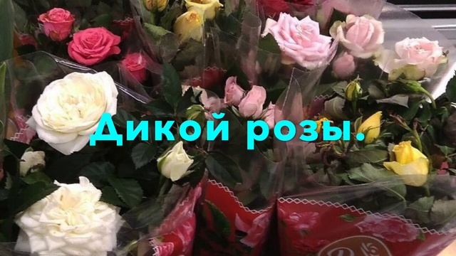 Дикая роза и утренний ветер (А. Саксе)_Wild Rose and the Morning Wind (A. Sakse)