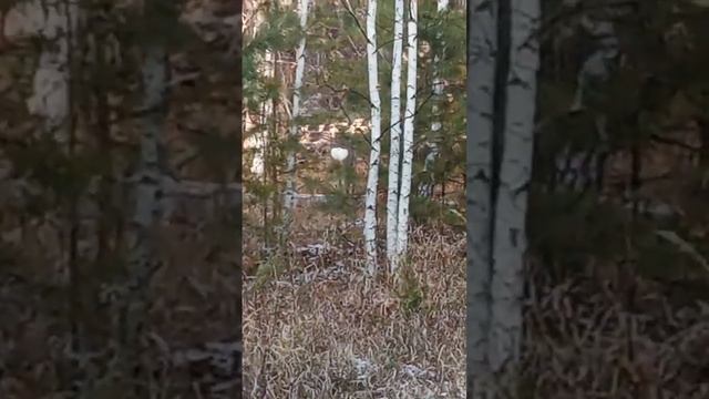 сибирская   косуля.