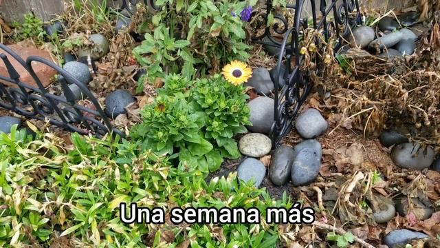 Plantas que sobrevivieron las fuertes heladas y 7 nuevas para mi colección