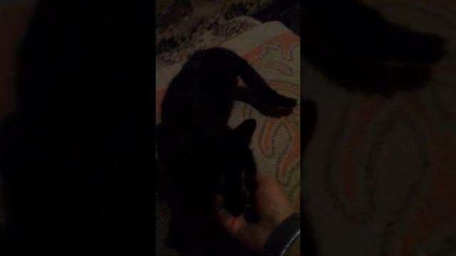 Моя кошка просит кота