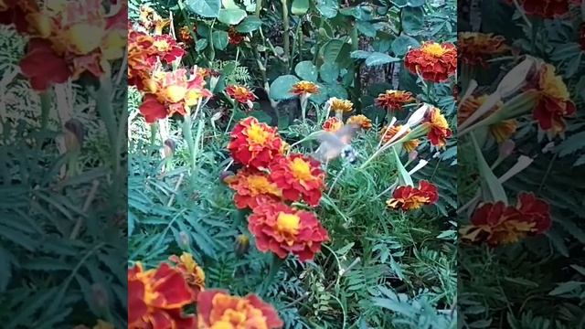 Бабочка- бражник! Никогда не видела такой необычной бабочки!
