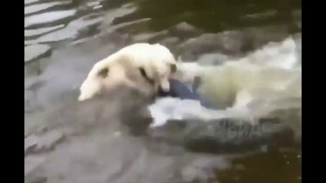 Собака рыболов
