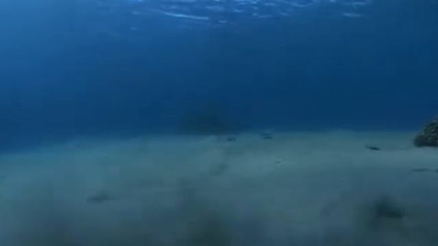 ВИРТУОЗЫ  ВОДНОЙ СТИХИИ