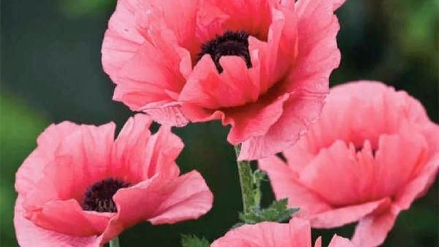 Tchaikovsky - Waltz of the Flowers 3 hours version