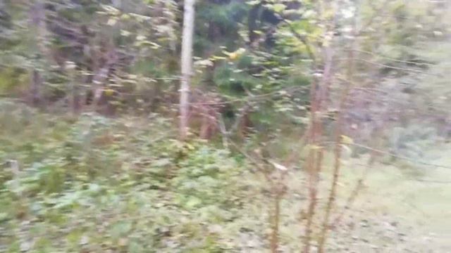 Эстония. Тихая охота с внуками:))
