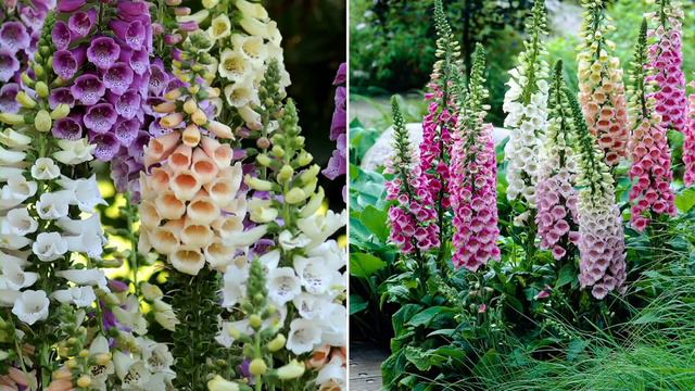 Roberta's 6-pc Foxy Foxglove Flowering Live Plants on QVC