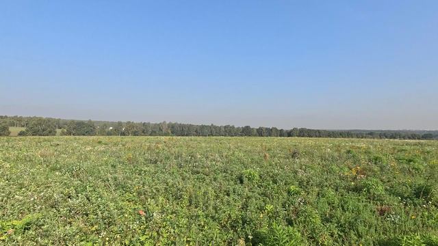 28.08.24 Английский сеттер Фотий из Нижнерусского Хутора. Охота на куропатку.