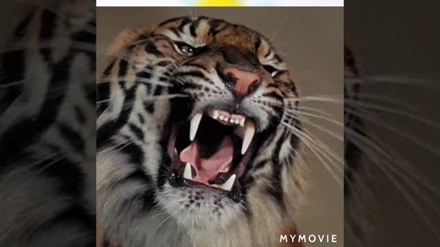 история тигра и львицы 2 часть воспоминание
