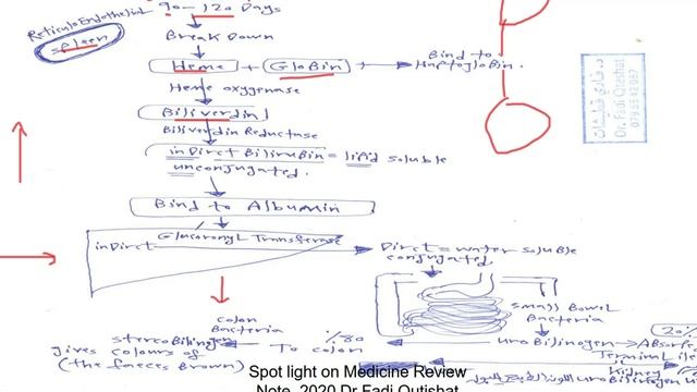 GIT review 7 Bilirubin Metabolism Dr Fadi Qutishat 2020