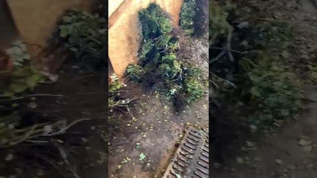 Прикоп роз..показала себя? Кузю и наши рабочие будни.Питомник maryroses.ru