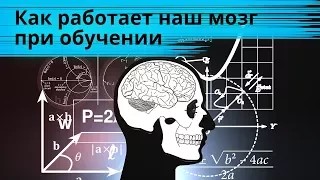 Как работает мозг при обучении?