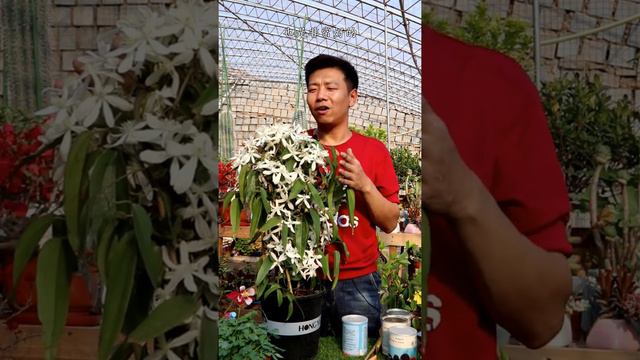 【養養養花花花】我的鐵線蓮都爆花了，實用經驗奉上，都是乾貨！