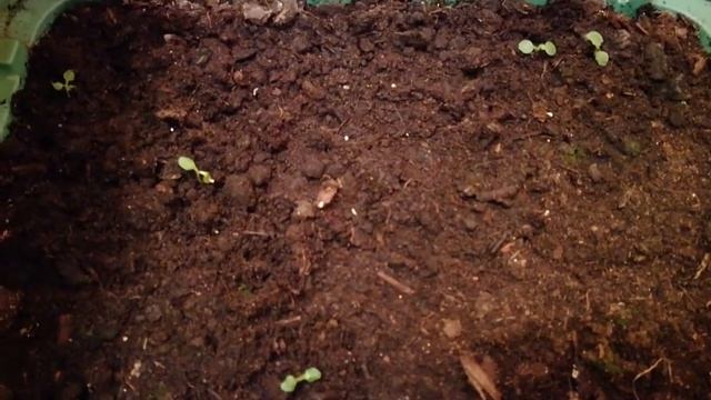 Всходы примулы что буду делать дальше. 13.12.20