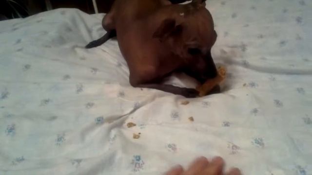 ксоло(Xolo Dog)