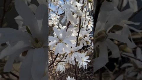 Первые цветы которые приносят запах весны