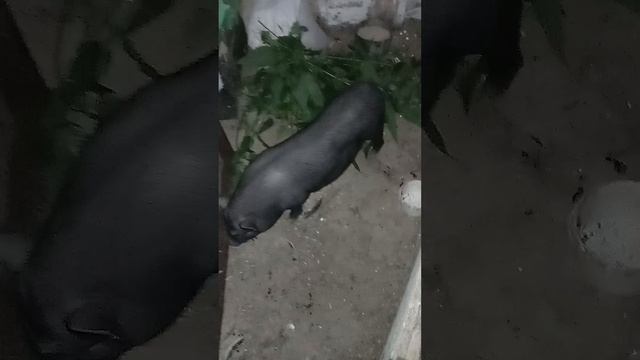 Въетнамская свинка Пеппа урааа! у нас пополнение!