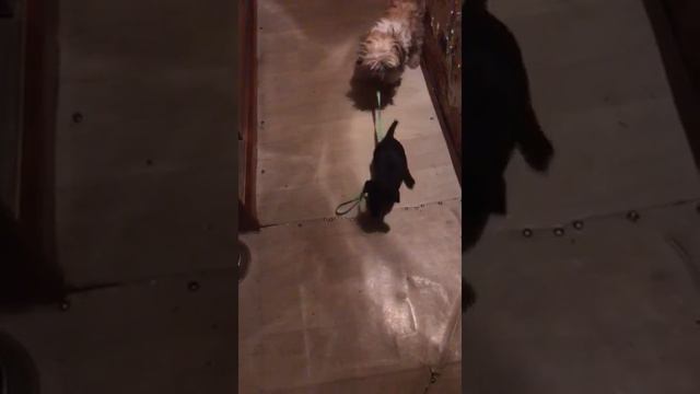 Я хоть и китаец породы Ши - тцу, но с тобой, ребенок дворняги, гулять не пойду!