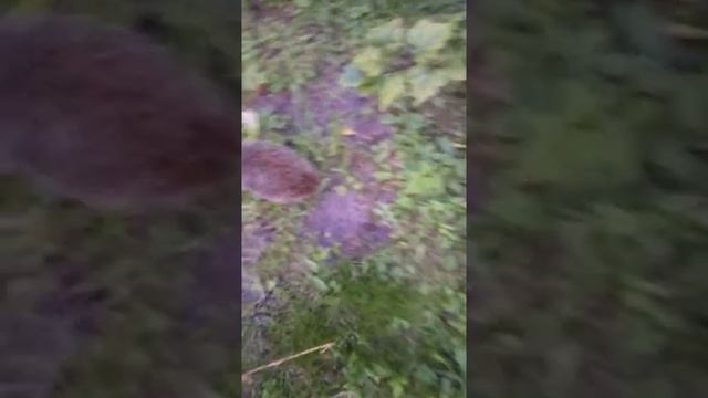 6 сентября 2020 г.mp4