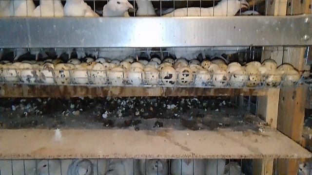 Перепела несушки