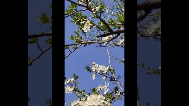 небо голубое
