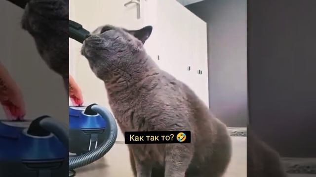 Уникальная психика кота #Shorts