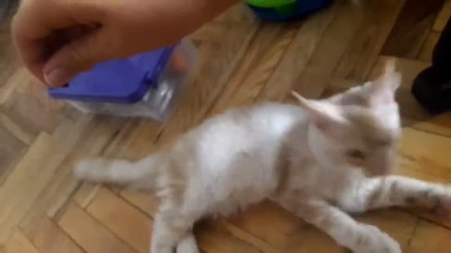 Как научить кота команде суслик