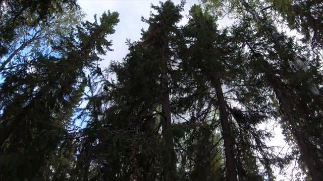 Рыбалка в республике Коми в 2021 году. Ловим хариуса, окуня, щуку.