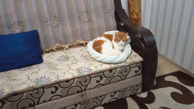 VLOG  Увлажнитель воздуха/суп пюре на обед/новые шкафы в прихожей / снег как пенопласт.