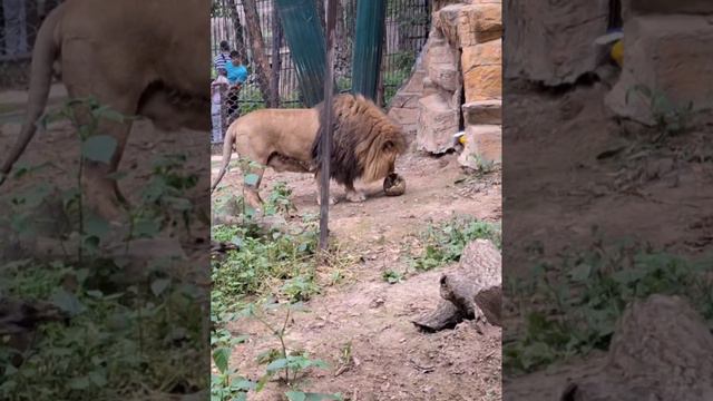 Показательное кормление африканского льва Аслана в зоосаде "Приамурский"!