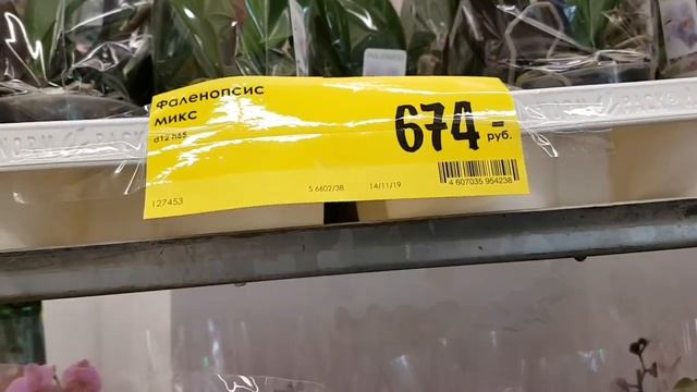 СОРТОВЫЕ ОРХИДЕИ за 347 р. в КАСТОРАМА Pandora Bordeux Orchids ORCHID Орхидея ОРЕНБУРГ Обзор ОРХИДЕ