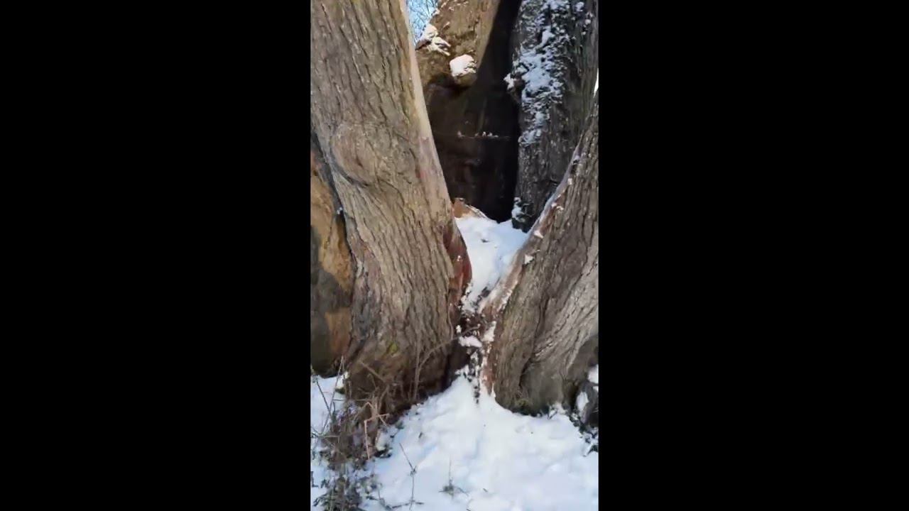 Ропша, гулянка.